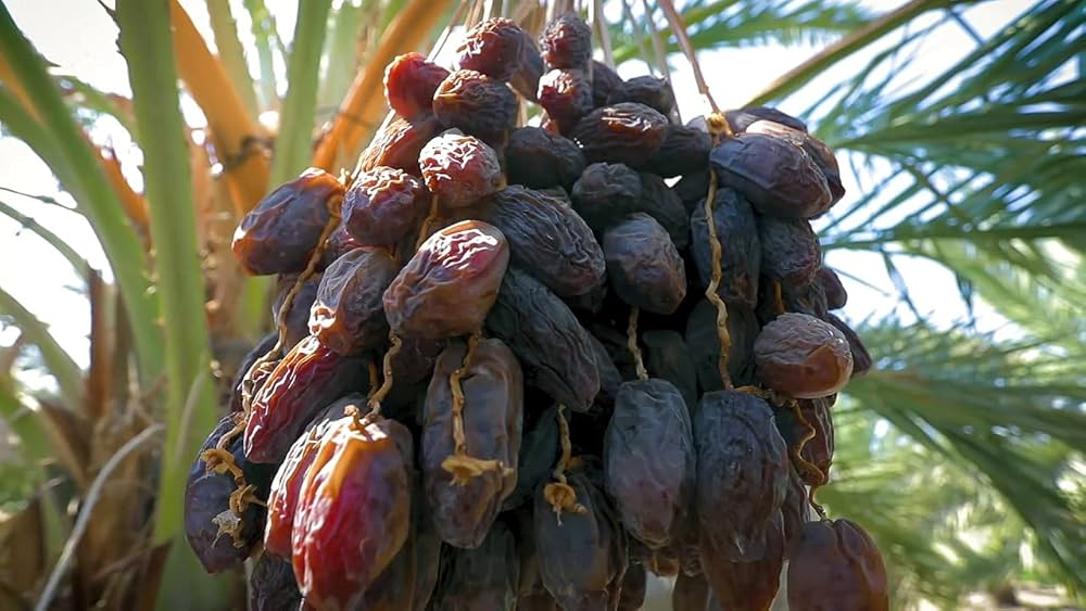 Dwarf Arabian Date Plant - Naturemart.in