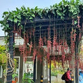 Basor Lota Flower Plant-Thunbergia - Naturemart.in