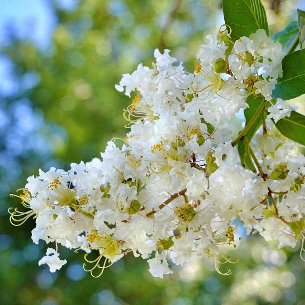 Frush Flowering Plant (White Colour) - Naturemart.in