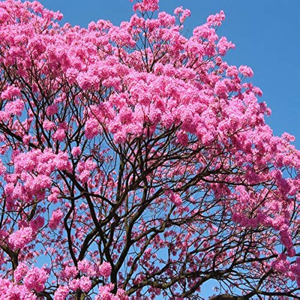 Jacaranda ( pink) Flowers Plants For Home Garden - Naturemart.in