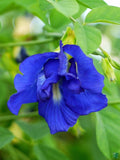 Aparajita Flowering Plant(Blue)Colour - Naturemart.in