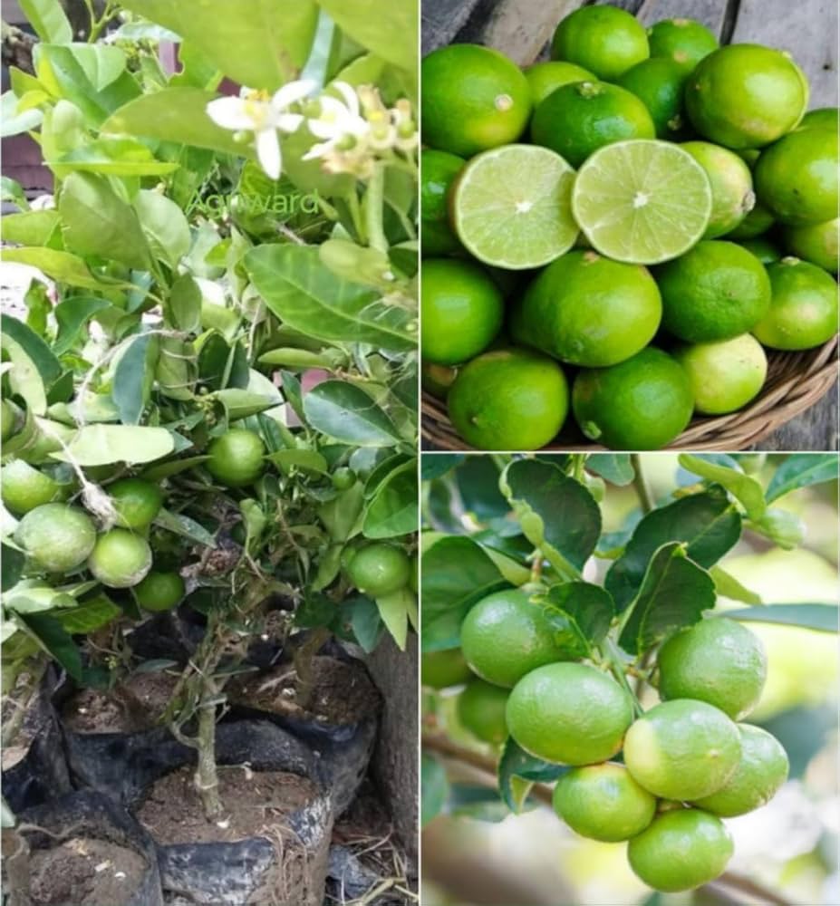 Seedless Lemon Fruit Plant-Grafted - Naturemart.in