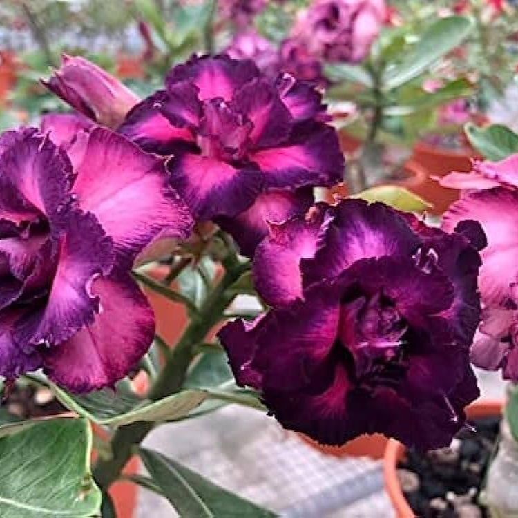 Rose Variety Adenum Flower Plant For Home Garden - Naturemart.in