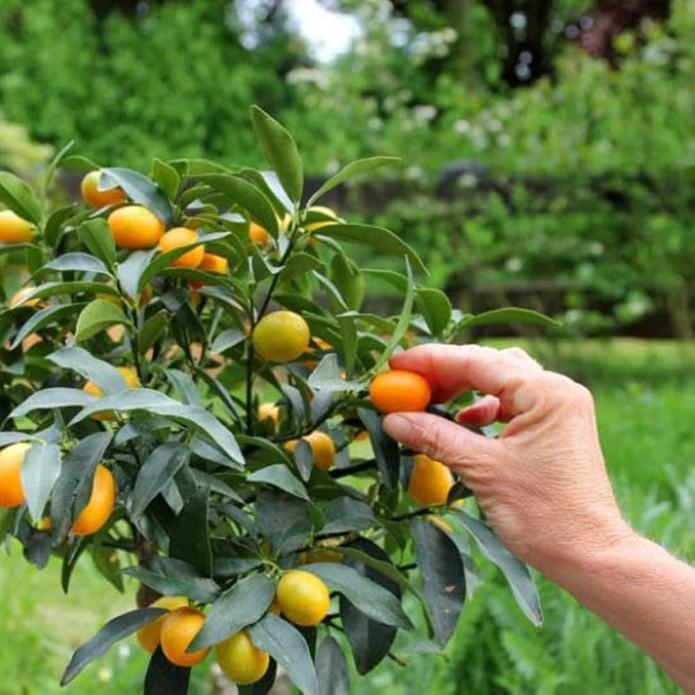 Sweet Lemon Fruit Plant (Grafted) - Naturemart.in