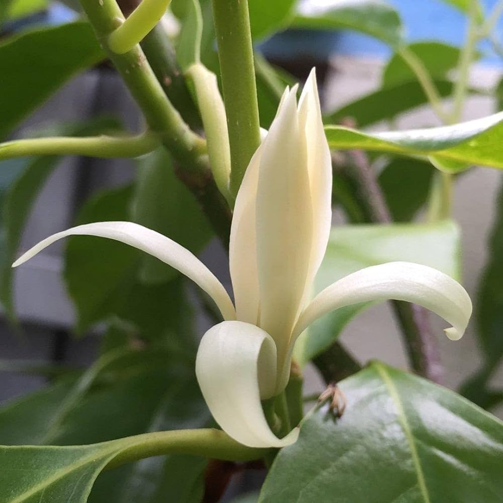 Champa White Colour Flower Plant - Naturemart.in