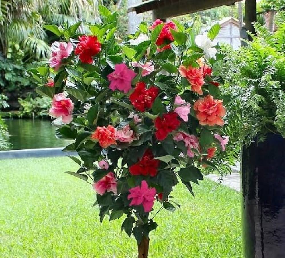 Multi-Grafted Hibiscus Plant(4-6) Colour - Naturemart.in