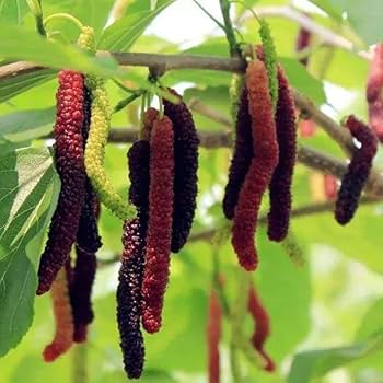 Long Mall Berry Grafting Plant - Naturemart.in