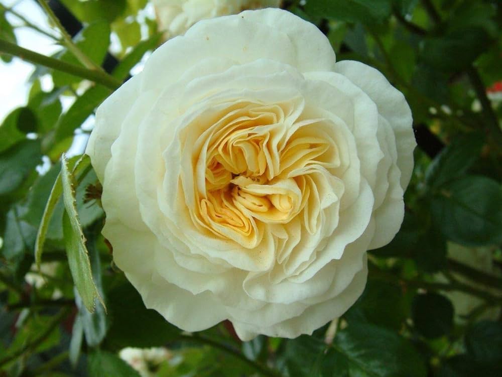 Climbing Rose Flower Plants (White) - Naturemart.in