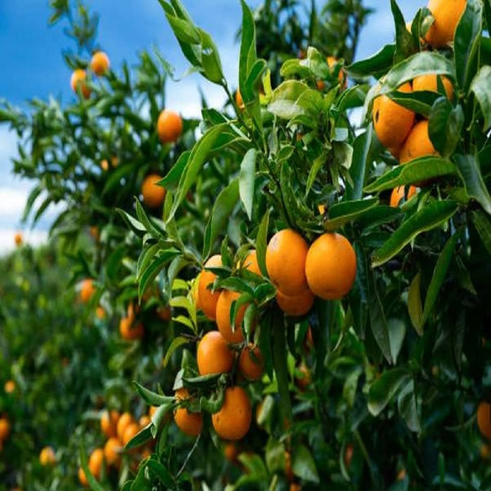 Orange-Kinnow(Grafted)- Fruit Plants & Tree - Naturemart.in