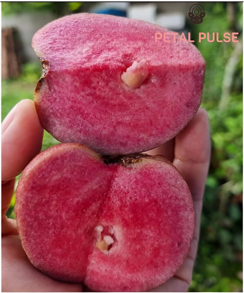 Black Diamond Guava Fruit Plant - Naturemart.in