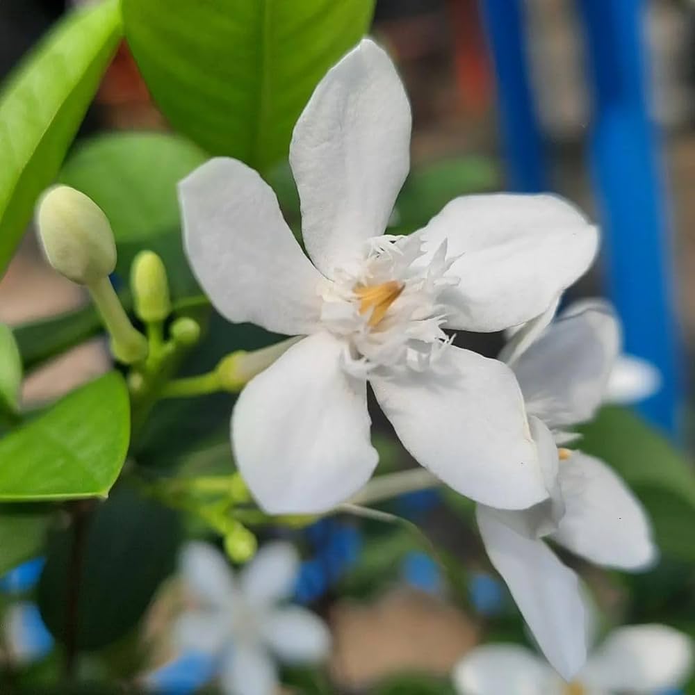 Bhutan Tagar Flower plant White colour - Naturemart.in