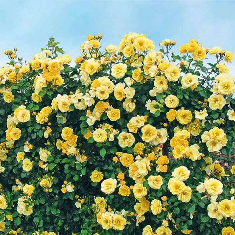 Climbing Rose Flower Plants (Yellow ) - Naturemart.in