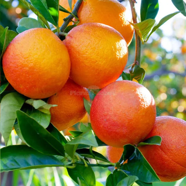 Yellow Malta Orange Plant-Grafted - Naturemart.in