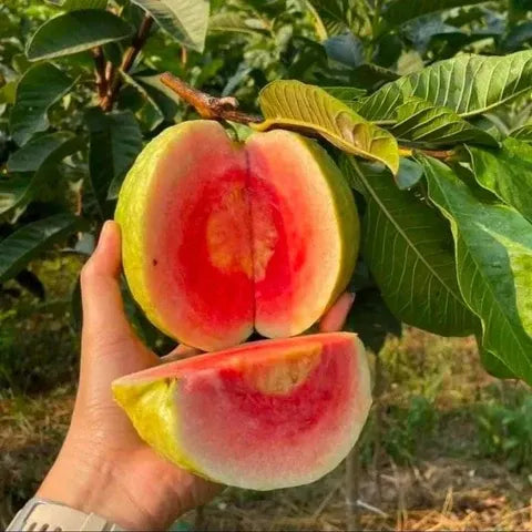 Red Dimond Guava Fruit Plant - Naturemart.in
