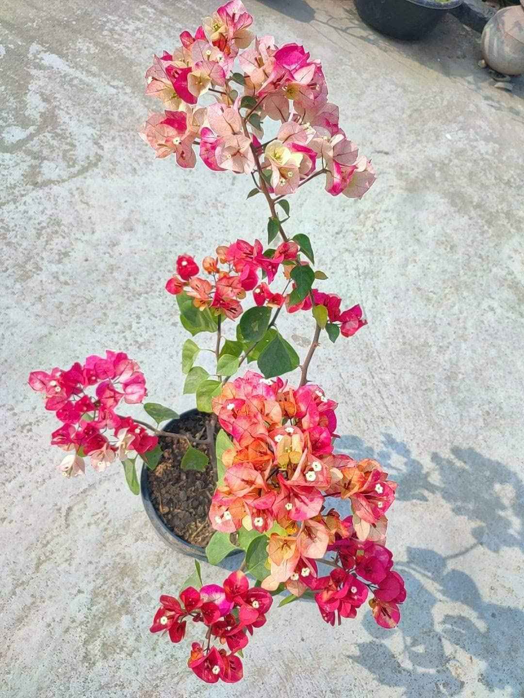 Thai Varity Bougainvallea Flowers Plants
