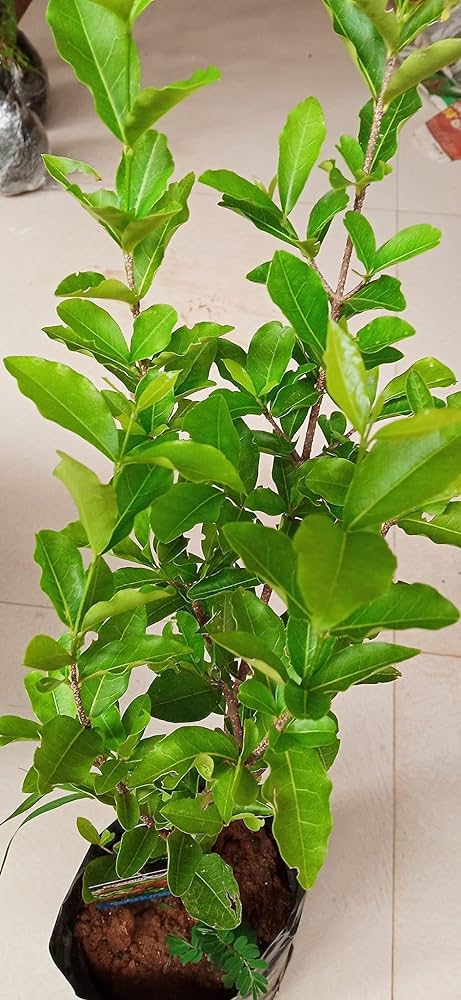 Barbados Cherry Plant For Gardening - Naturemart.in