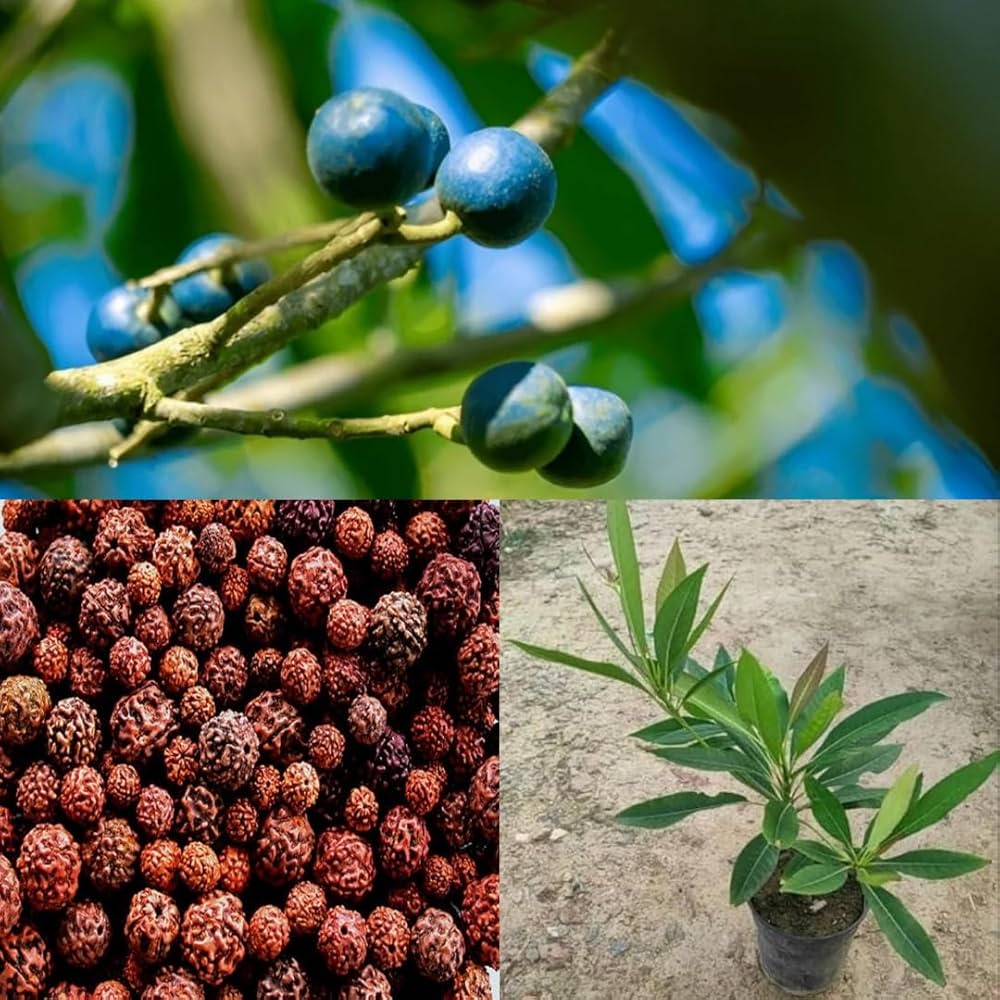 Hybrid Rudraksha Plant For Home Garden - Naturemart.in