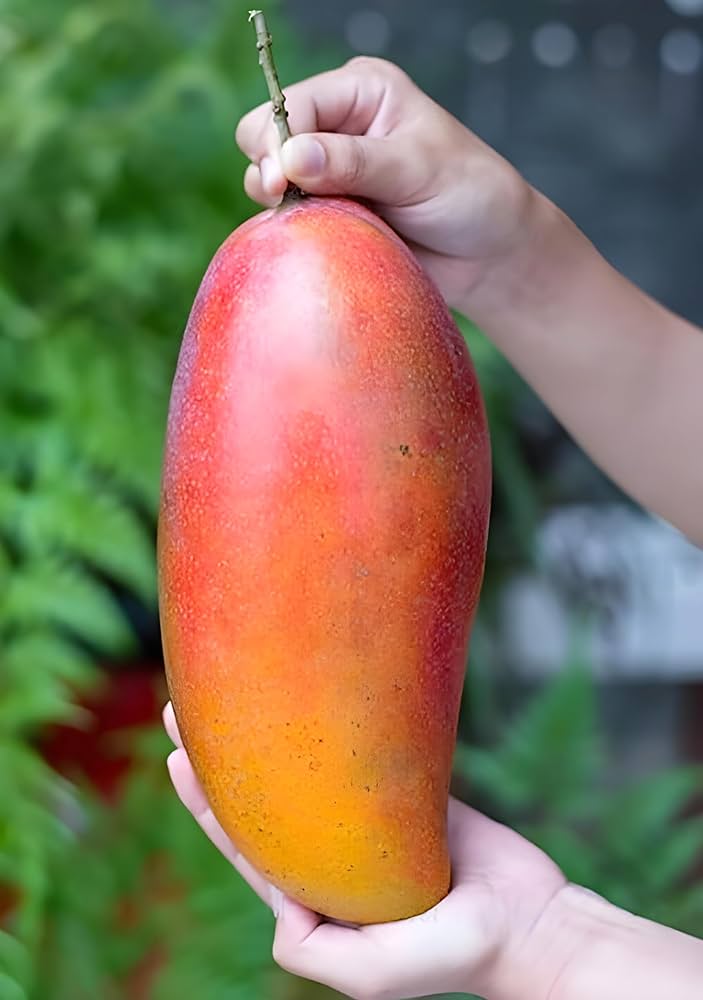 Ivory Red Grafted Mango Plant - Naturemart.in