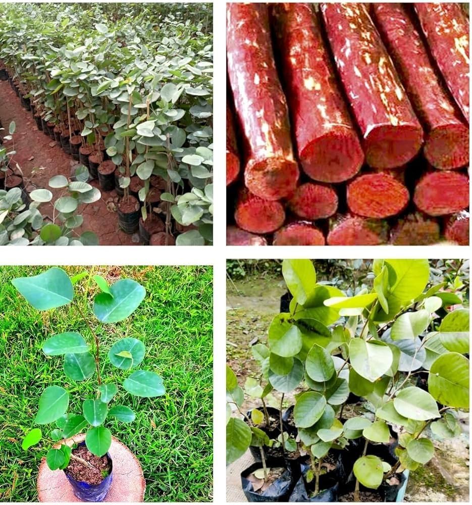 Rare Red Sandalwood plant / Lal Chandan Plant - Naturemart.in