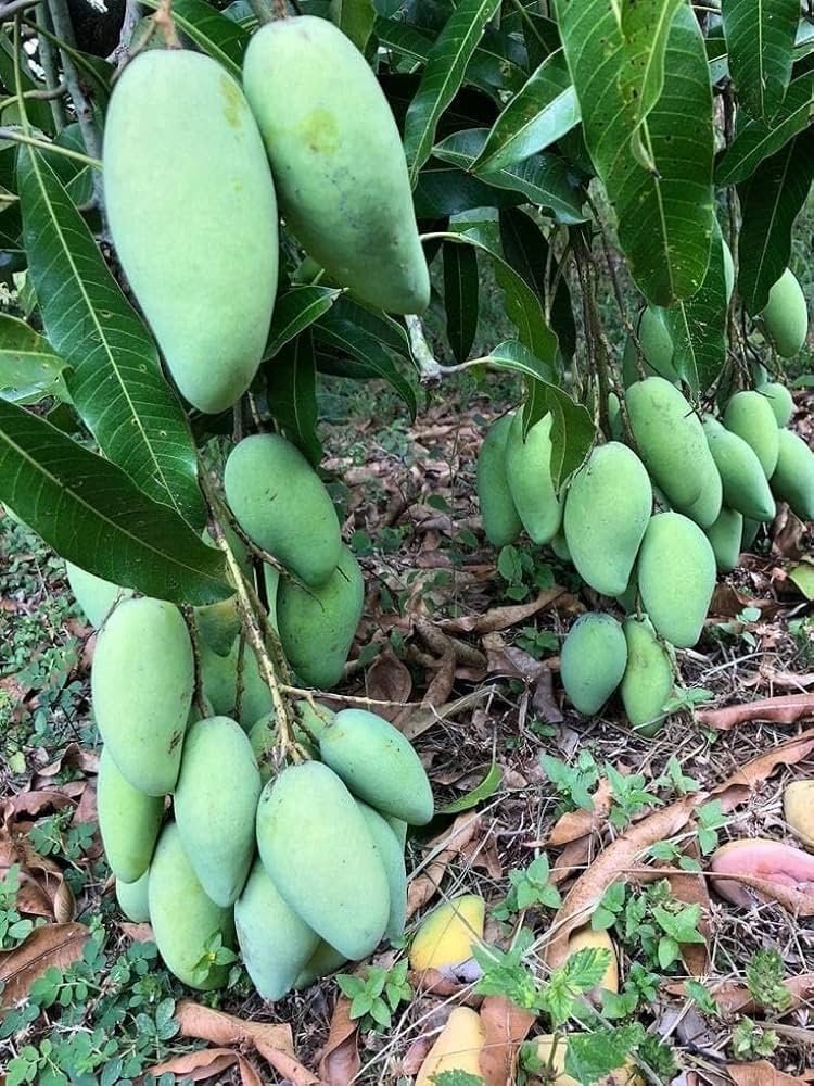 Dasheri Mango Fruit Plant (Grafted) - Naturemart.in