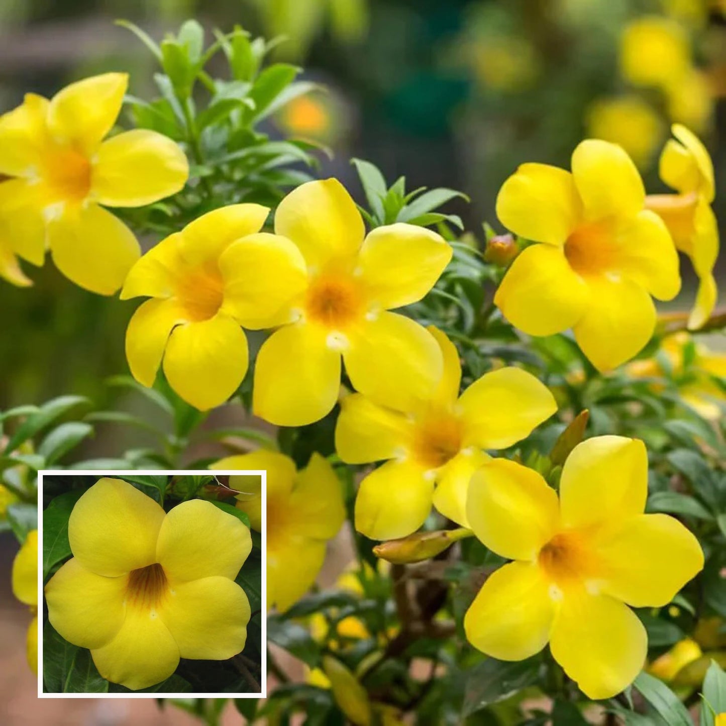 Allamanda Flowers Plant-Yellow Colour - Naturemart.in