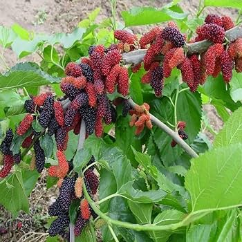 Long Mall Berry Grafting Plant - Naturemart.in