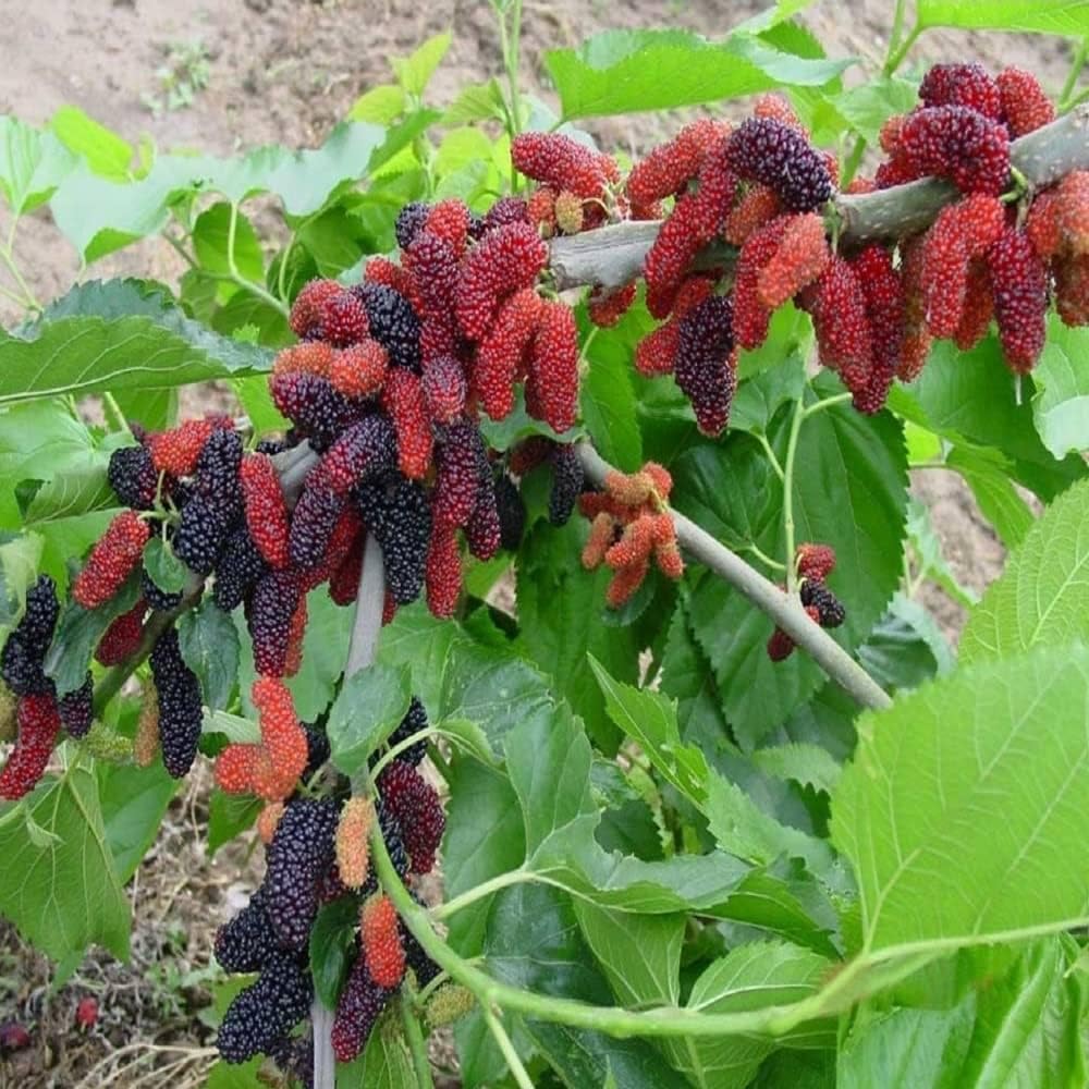 Long Mall Berry Grafting Plant - Naturemart.in
