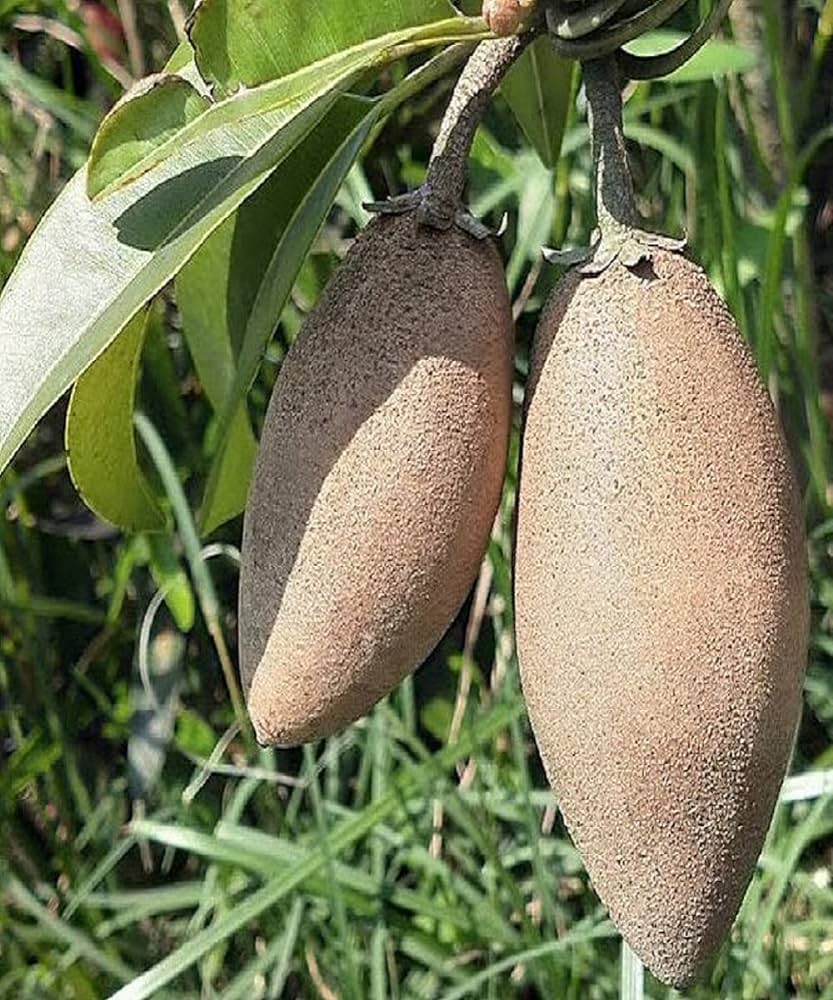 Banana Chiku Grafted Fruit Plant - Naturemart.in