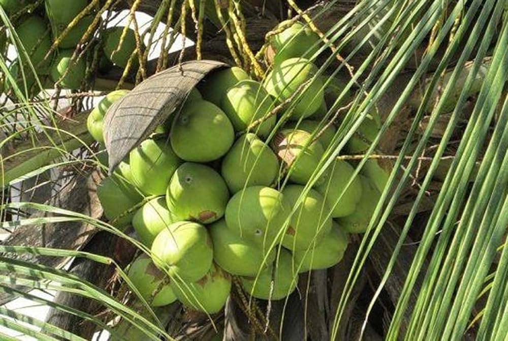 Chandra kalpa Coconut Fruit Tree - Naturemart.in