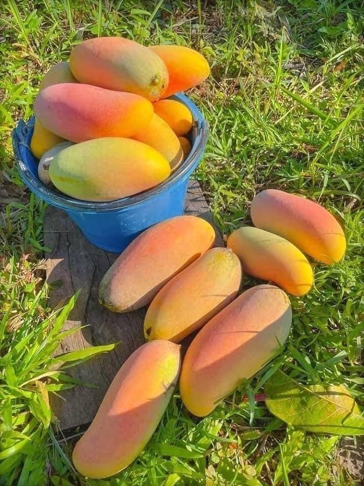 Red Banana Mango Fruit Plant - Naturemart.in