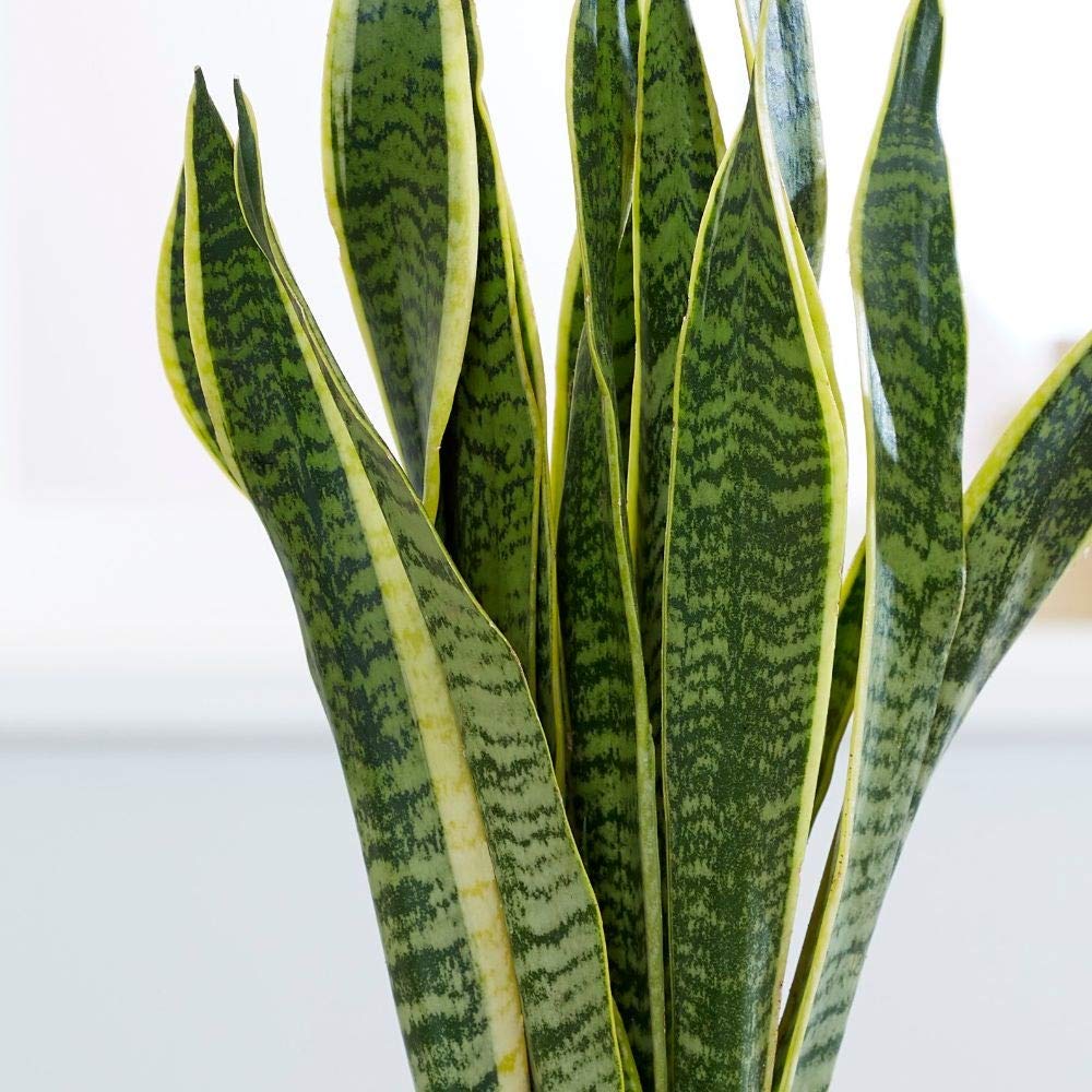 Snake Plant (Botanical Name - Sansevieria Trifasciata) - Naturemart.in