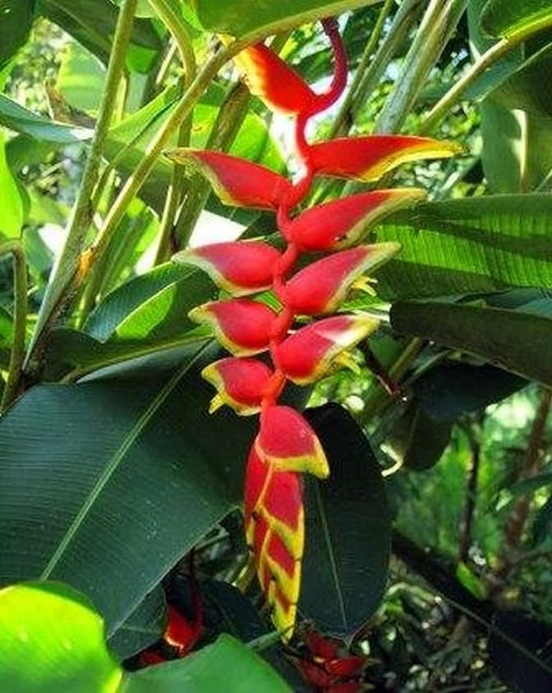 Hybrid Heliconia Rostrata Flowering Plants - Naturemart.in