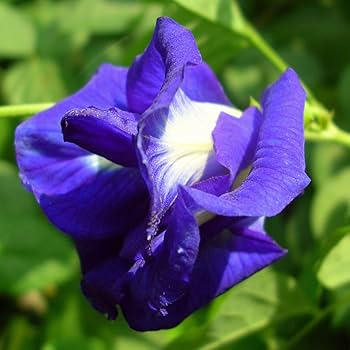 Nilkantha Double Petel Flowers Plants - Naturemart.in