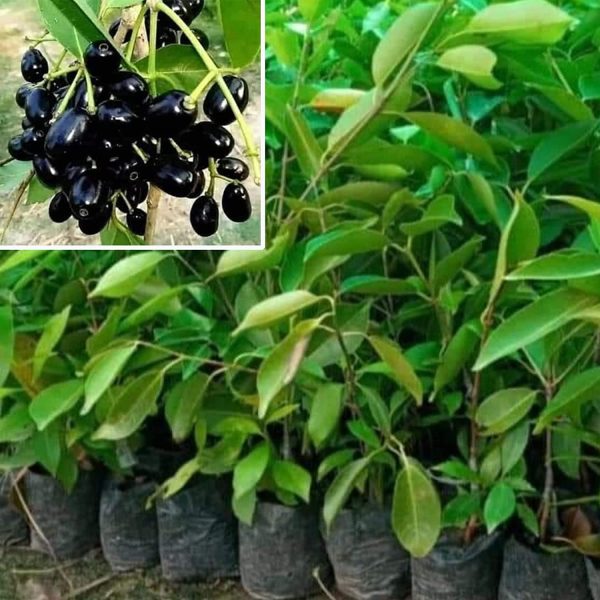 Black Jamun-Grafting Fruit Plant - Naturemart.in