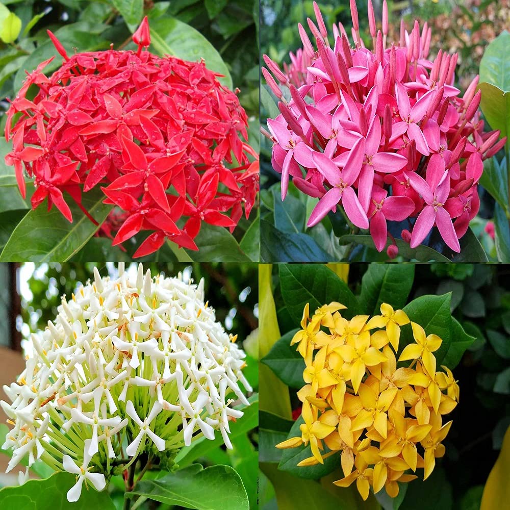 Multicolor Ixora Plant (Pack Of 1) In 4 Colour Ixora Plant (Multicolour) - Naturemart.in