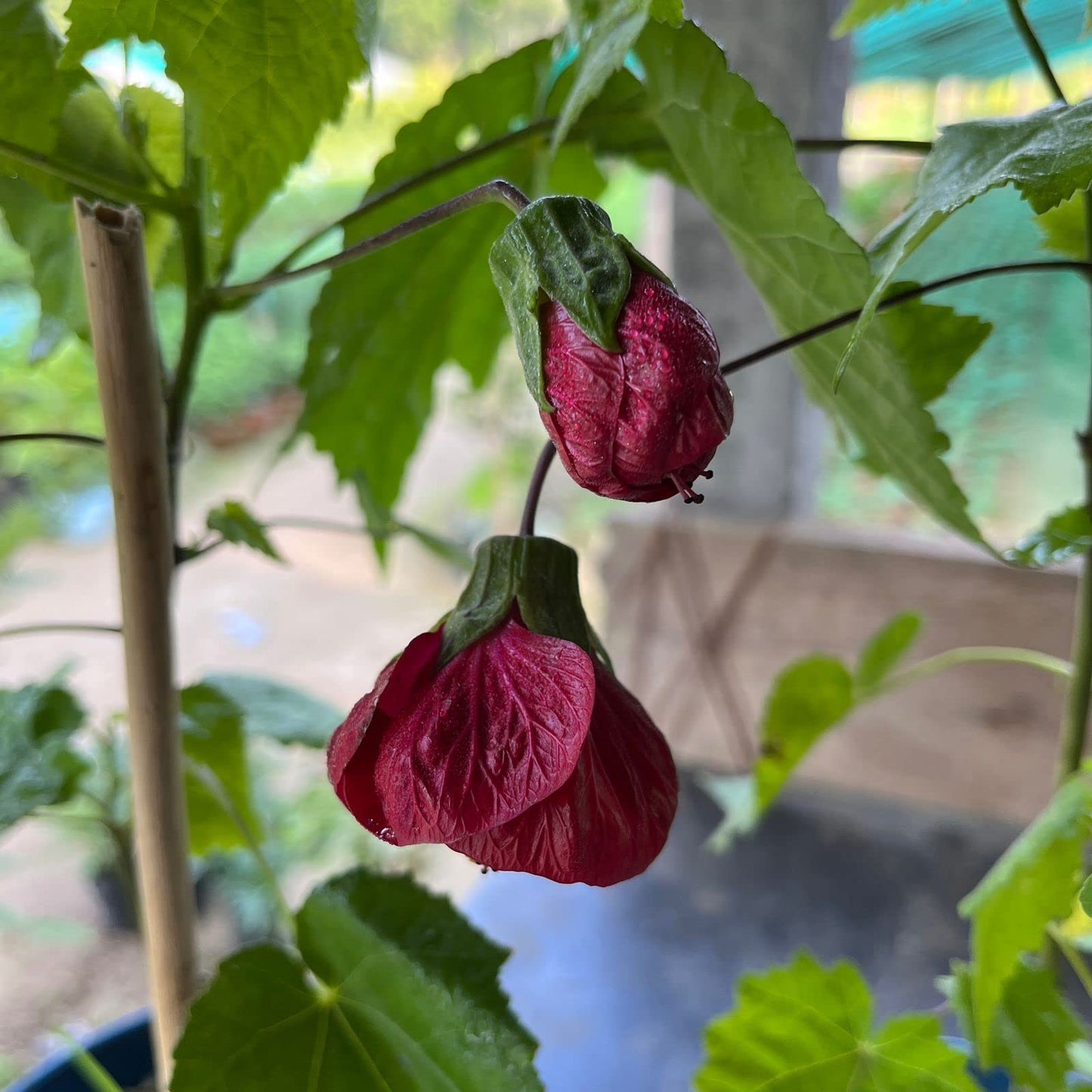 Red Lantern Hibiscus Flowers Plant - Naturemart.in