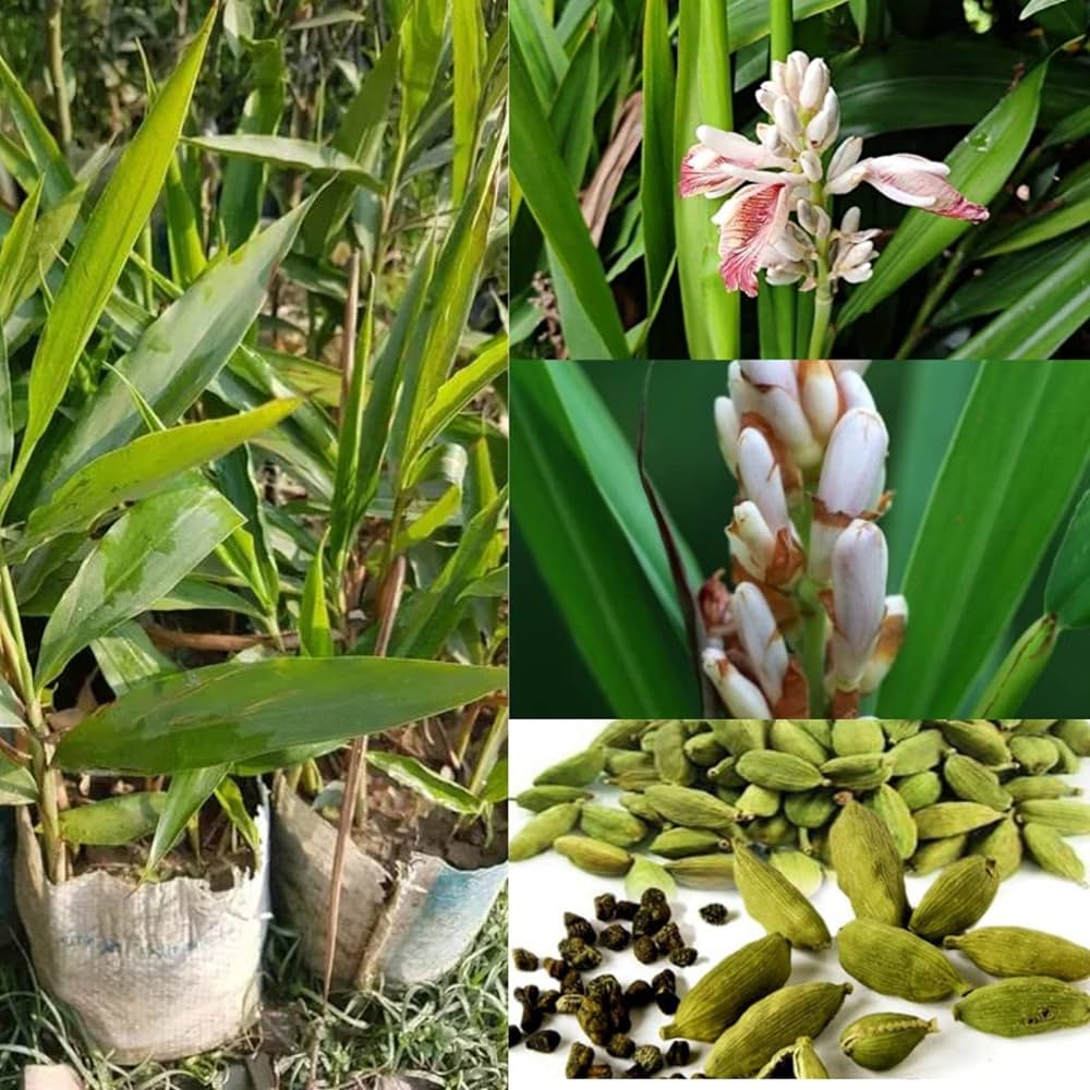 Indian Elaichi Plant For Gardening(Cardamom) - Naturemart.in