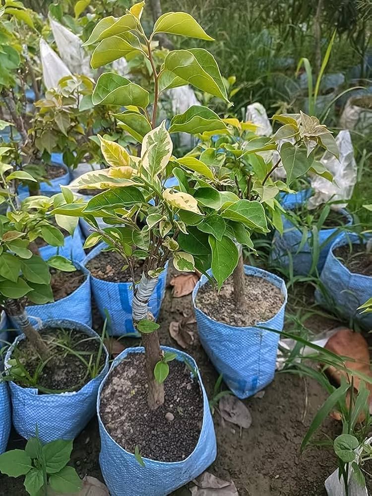 Multigrafted Bougainvillea Plant for Gardening