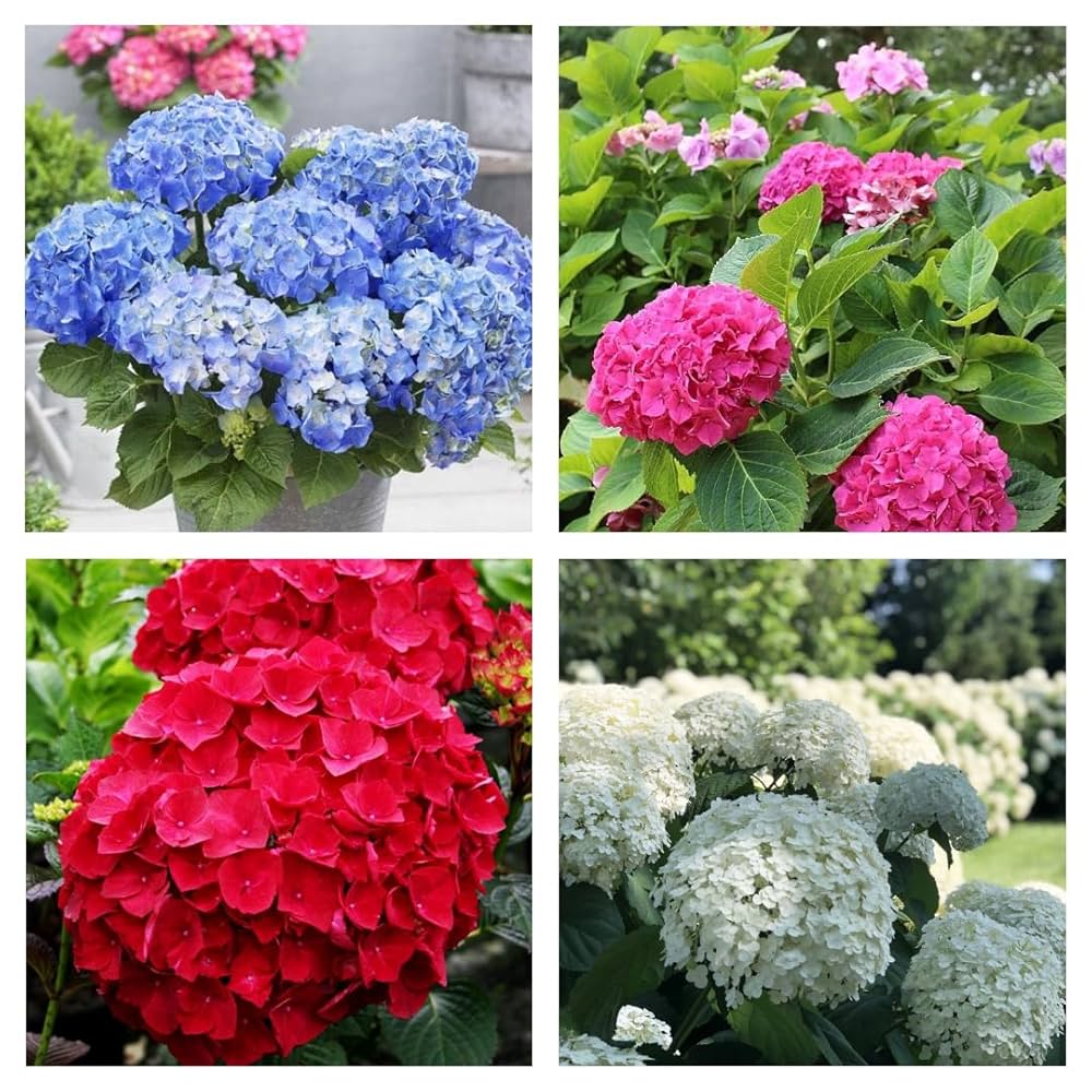 Hydrengea Flowers Plant-For Office/Home Garden - Naturemart.in