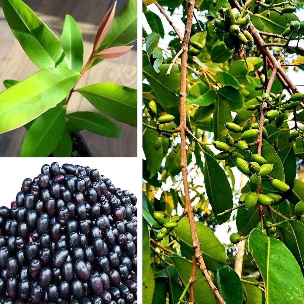 Black Jamun-Grafting Fruit Plant - Naturemart.in