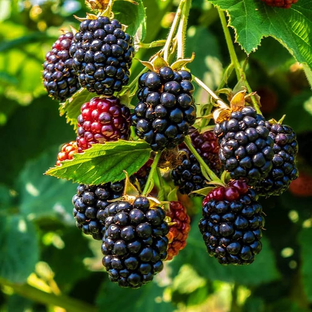 Blackberry Fruit Plant For Gardening - Naturemart.in