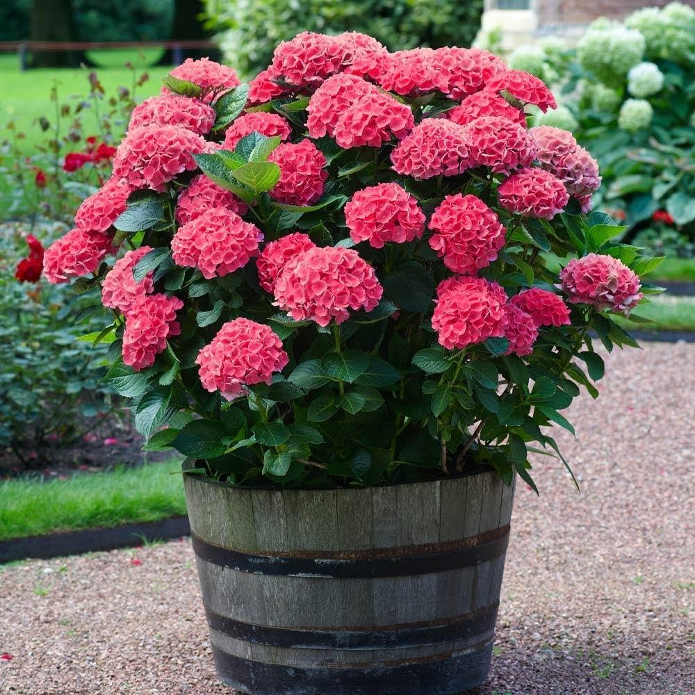 Hydrengea Flowers Plant For Home Gardening - Naturemart.in