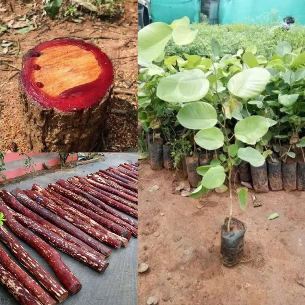 Rare Red Sandalwood plant / Lal Chandan Plant - Naturemart.in