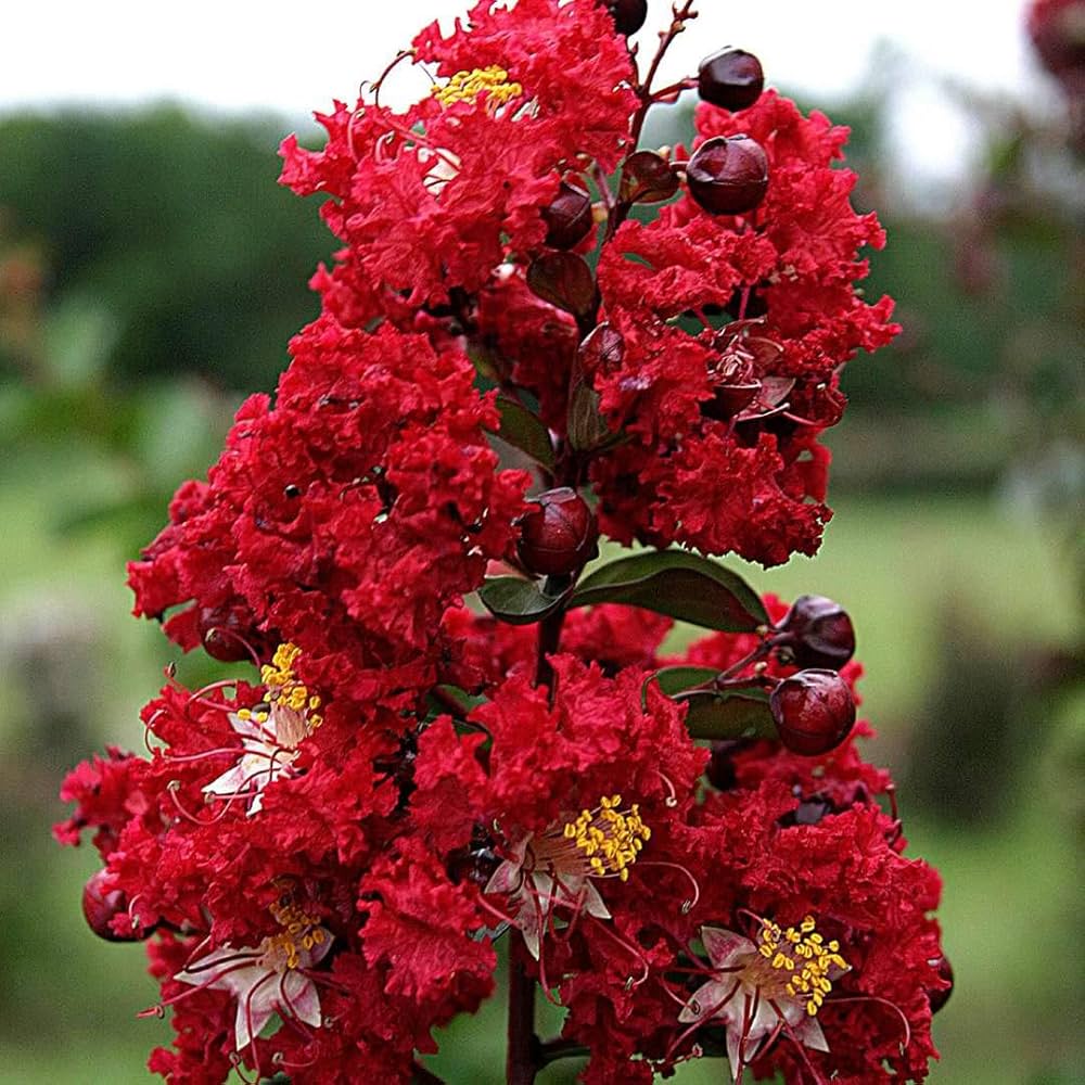 Furush Flower Plant (Red) Colour - Naturemart.in