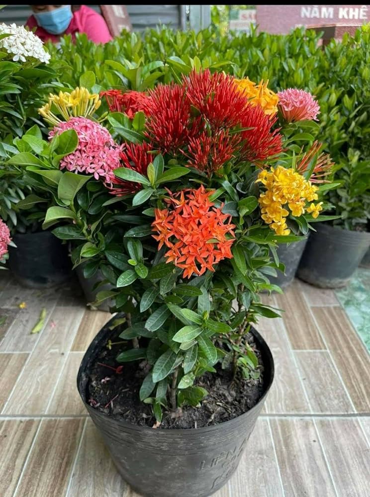 Multicolor Ixora Plant (Pack Of 1) In 4 Colour Ixora Plant (Multicolour) - Naturemart.in