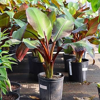 Sweet Red Banana Fruit Plant - Naturemart.in