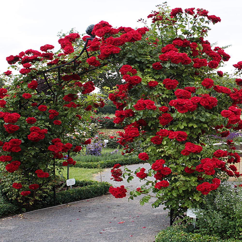 Climbing Rose Flower Plants (Red) - Naturemart.in