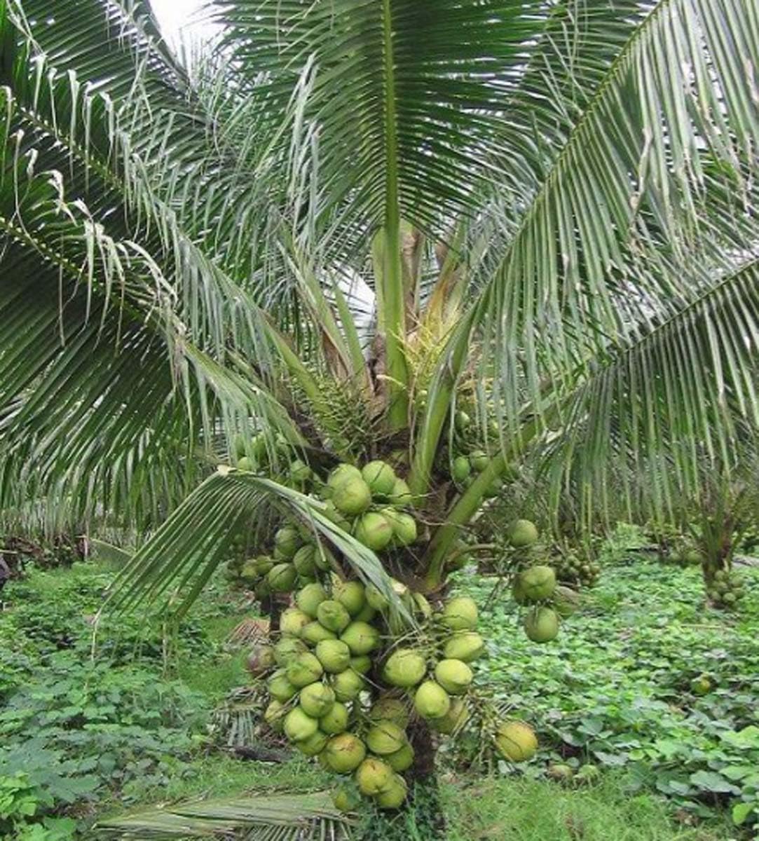 Chandra kalpa Coconut Fruit Tree - Naturemart.in