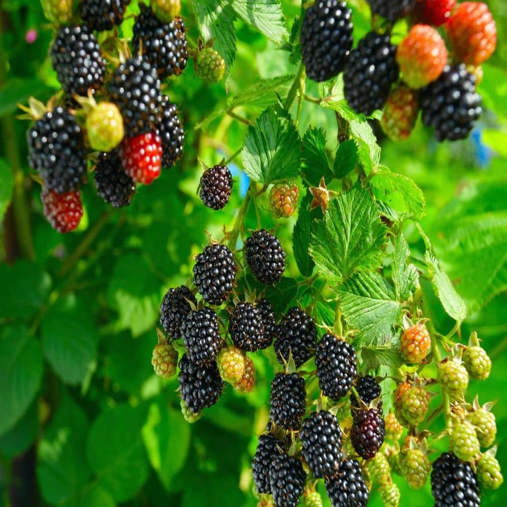 Blackberry Fruit Plant For Gardening - Naturemart.in