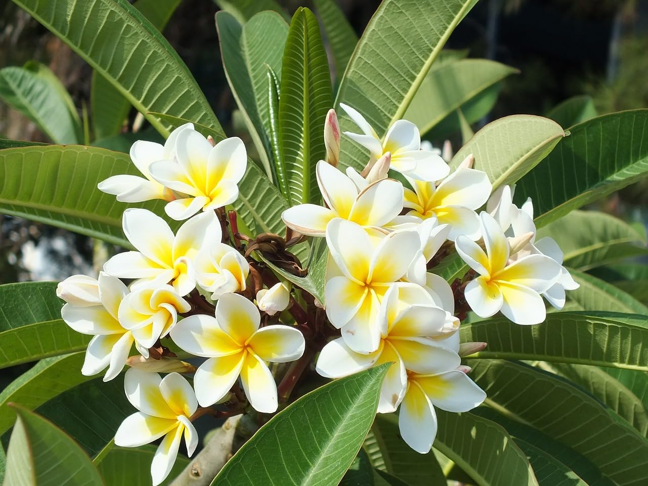 Plumeria Flowers Plant(White)For Gardening - Naturemart.in